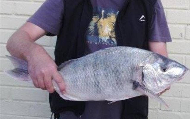 Die dag se wenner, Arno van der Merwe, met sy pragtige steenbras van 3.74kg